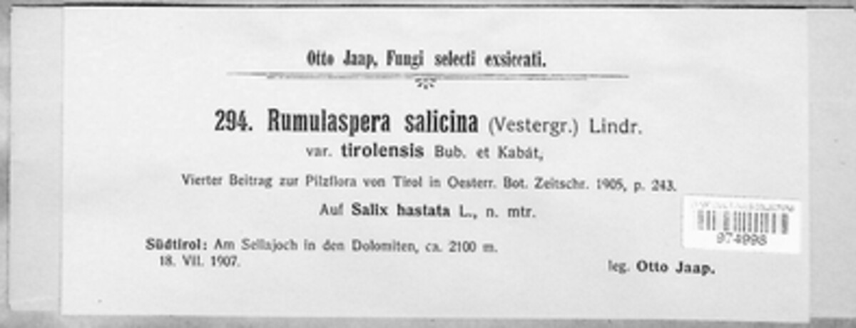 Ramulaspera salicina image